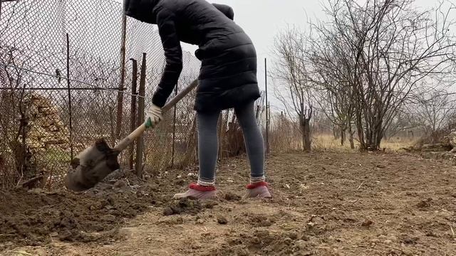 СТЕЛИМ ЛИНОЛЕУМ. НОВЫЕ ПОСАДКИ В ОГОРОДЕ. смотреть онлайн