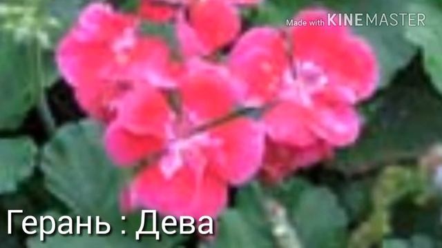 Какой цветок подходит тебе по знаку зодиака? смотреть онлайн