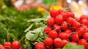 Выращивание редиски как бизнес идея