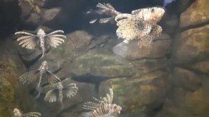 Адлер, отдых с детьми / Адлер Курорт Коралл / часть 1