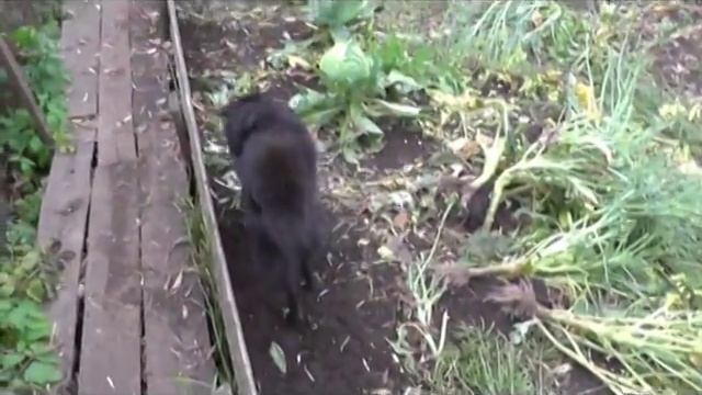 Дачный влог. Дары осени и курочки рябы. Путешествие г. Череповец. смотреть онлайн