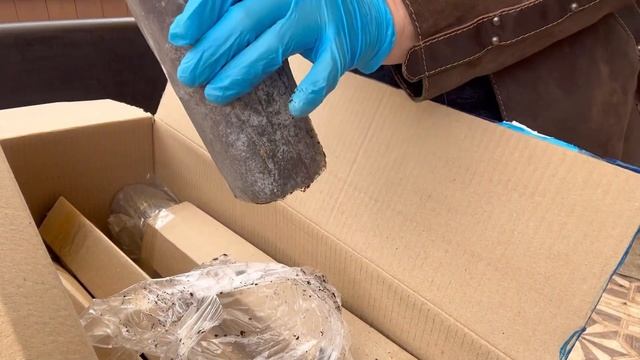 Распаковка посылки из питомника А.Глубоковой « ВОКРУГ РОЗ»Питомник меня приятно удивил!)(26.04.23) смотреть онлайн