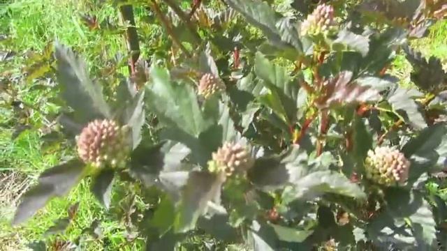 Наша дача - середина июня 2019 г. Цветет Аквилегия, Эустома. смотреть онлайн