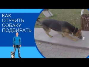 Урок от Наджаряна младшего(один из способов,как отучить собаку подбирать)