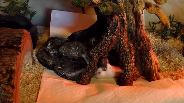 Ball Python 8 Month Old Eating Rat Pup 3-4-12 (Clark Kent).wmv смотреть онлайн