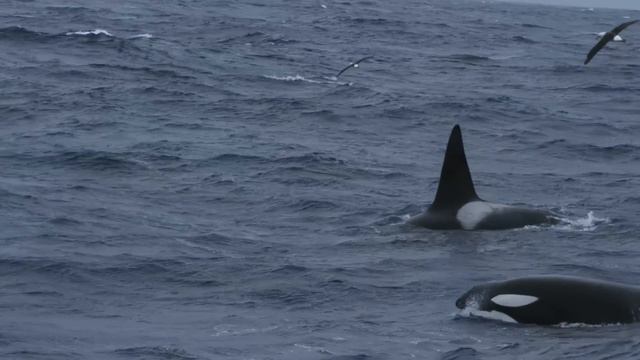 Marine Mammals: Champions Of The Deep