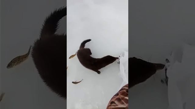 съесть не съем но понадкусываю смотреть онлайн