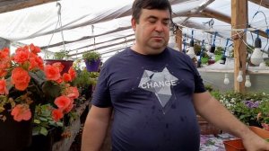 ГВОЗДИКА АМПЕЛЬНАЯ как размножить какой грунт нужен.