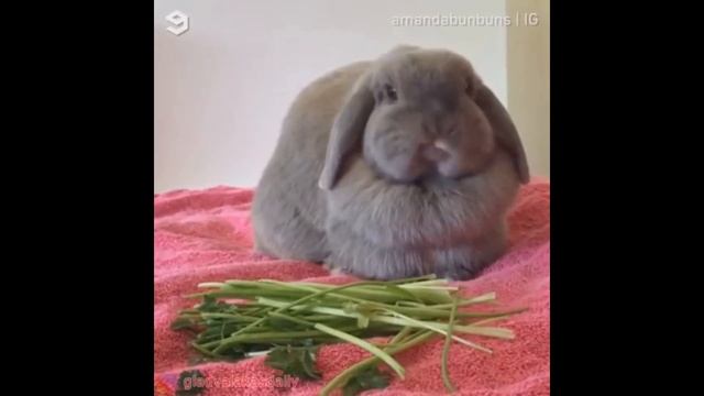 Зайка Глад Валакас чавкает