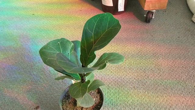 Premiere Draft смотреть онлайн