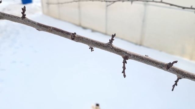 Посадить абрикос в Московском регионе заведомо была не очень хорошей идеей, но смотреть онлайн