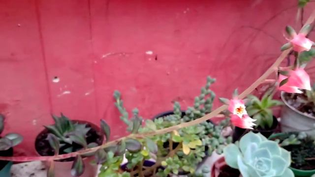 Echeveria Nodulosa / e sua floração смотреть онлайн