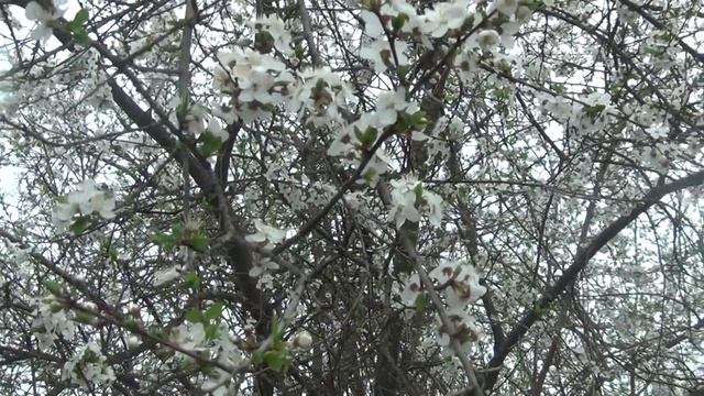 Как цветёт алыча в Подмосковье смотреть онлайн