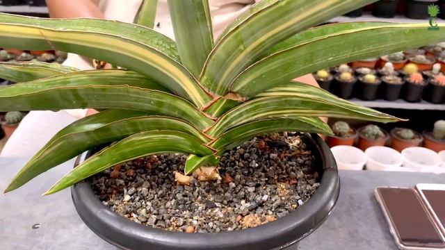 Sansevieria Robusta Variegata (Cactus and Succulents) смотреть онлайн