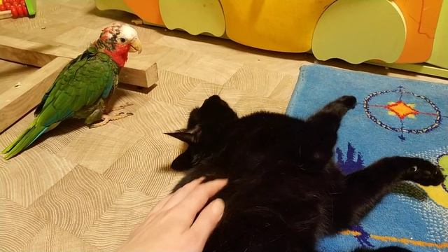 Кубинский амазон и кошка смотреть онлайн
