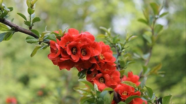 Хеномелес экзотическое растение завораживающее своей красотой и ароматом