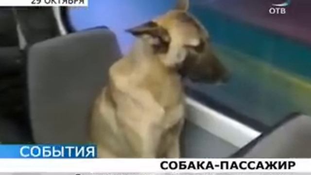 На собачьих правах смотреть онлайн