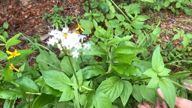 Arnica cordifolia and Sitka Valerian смотреть онлайн