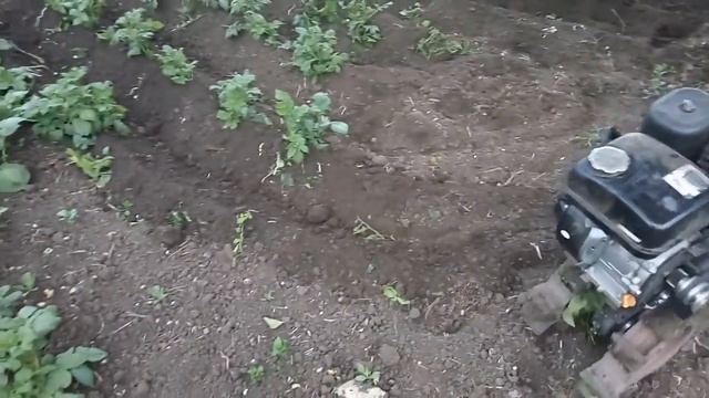 Окучивание кортофеля мотокультиватором HUTER смотреть онлайн