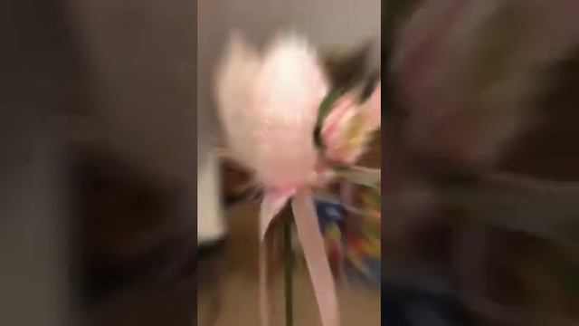 Подготовка к Вербному Воскресенью в приходе Св. Адальберта смотреть онлайн
