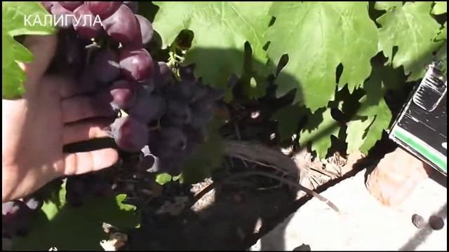 Азалия, Восторг красный,Вожделение,Королек, Калигула, Гордей, Казанова, Кетлин. смотреть онлайн