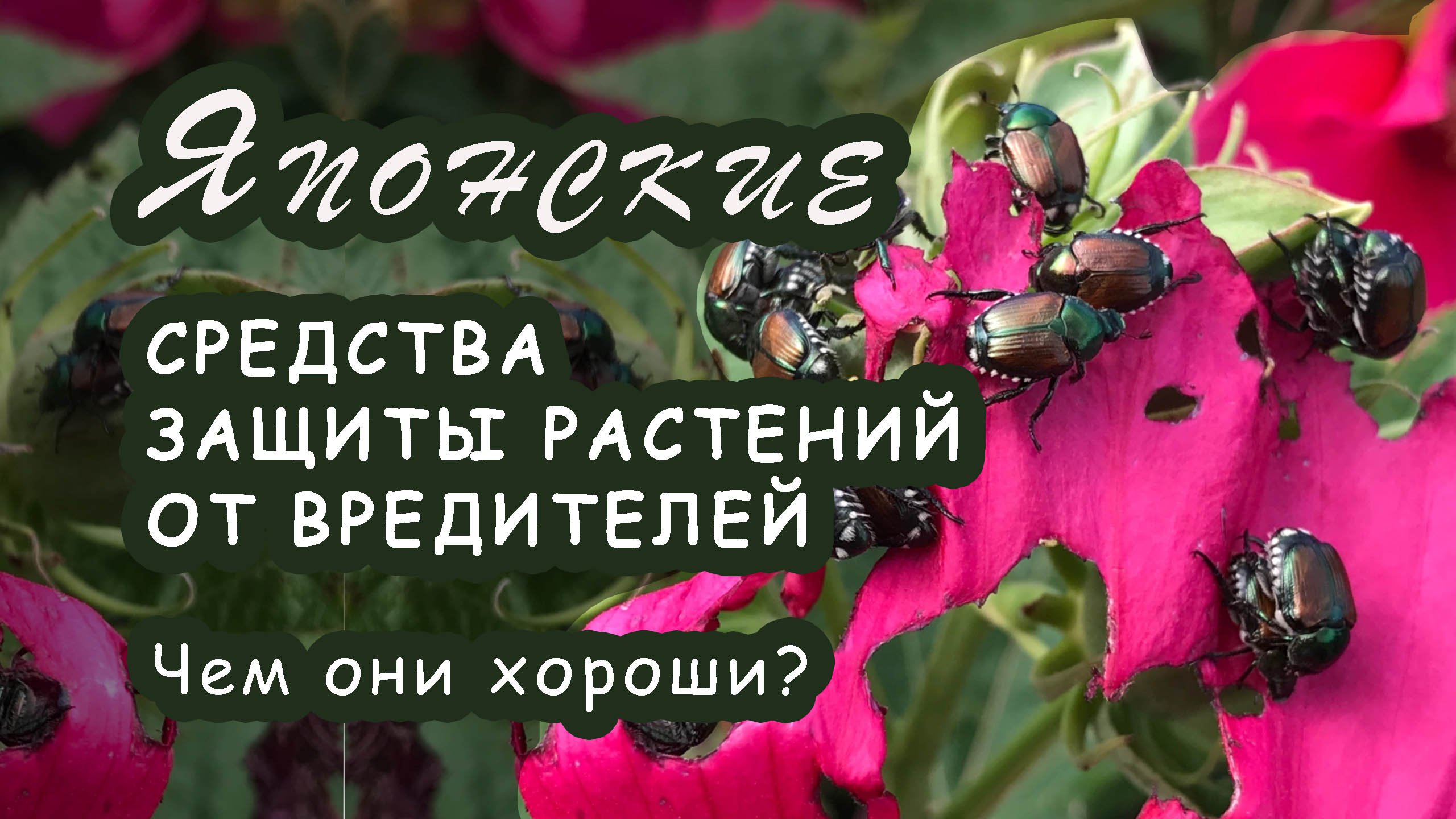 Японские средства защиты от комплекса вредителей смотреть онлайн