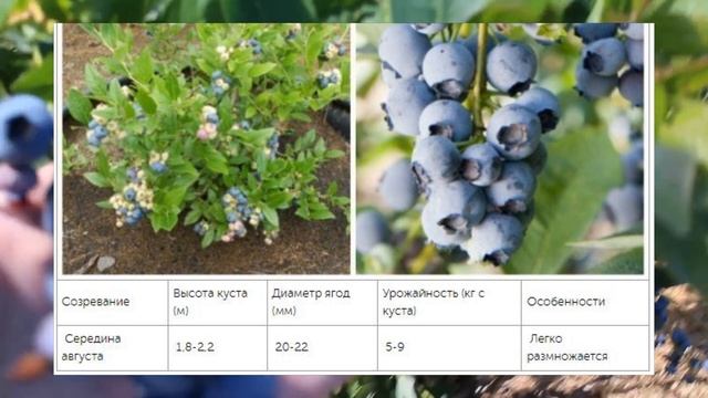 ГОЛУБИКА. 10 СОРТОВ садовой голубики, которые вам обязательно понравятся. УРОЖАЙНЫЕ СОРТА КУСТАРНИК смотреть онлайн