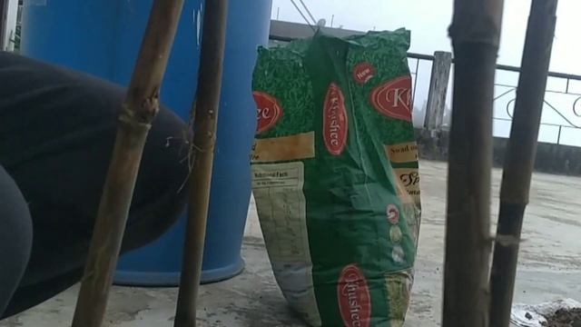 HOW TO PLANT CHAYOTE/ISKUS IN CONTAINERS смотреть онлайн