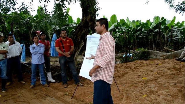 Primer cultivo de platano en la frailesca Rancho San Pedro de Villaflores смотреть онлайн