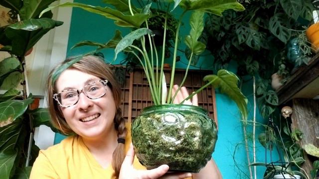 TOP 5 Variegated Houseplants смотреть онлайн