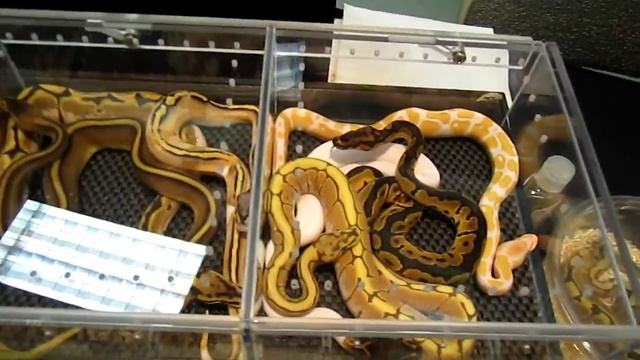 WARE Sep 2010 pt 1 смотреть онлайн