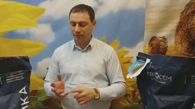 Кондитерский подсолнечник НС Голиат Высокоурожайный гибрид кондитерка Голиат 0957797888 смотреть онлайн
