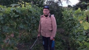 Спасаем виноград от Милдью и Оидиума препаратами Фалькон, Шавит, Юнкер.