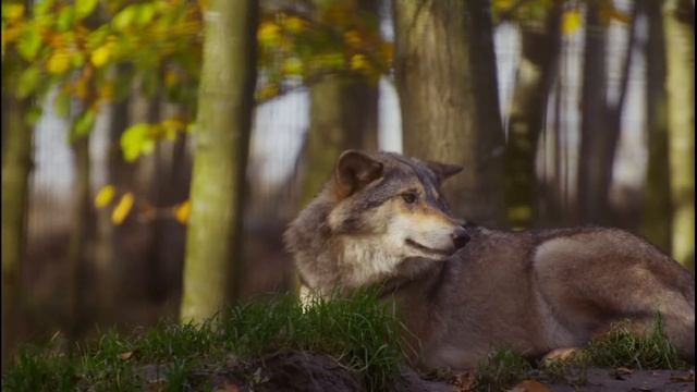 Meaning of Wolf in A Dream, Dreams about Wolves, Wolf Attack, Wolf pack, howling wolves смотреть онлайн
