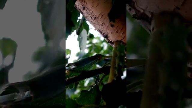 ? нашёл большую гусеницу на берёзе смотреть онлайн