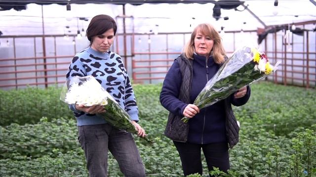 Как укоренять черенок хризантемы? Выпуск 2 смотреть онлайн