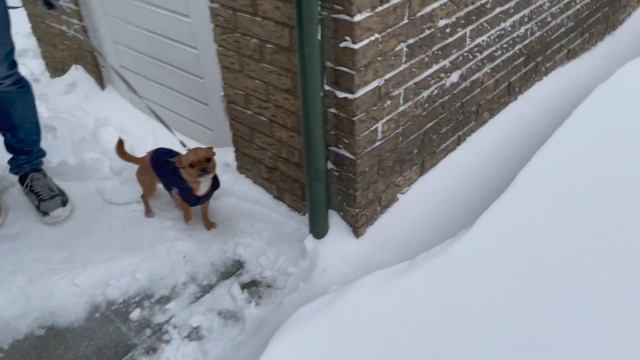 Чихуахуа уносит ветром! Настоящая зима #AmyDog смотреть онлайн