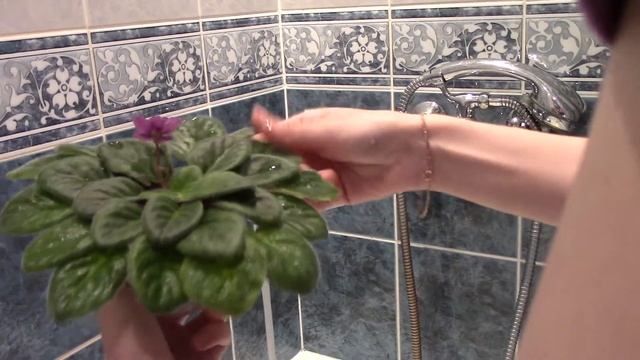 как я мою свои фиалки смотреть онлайн