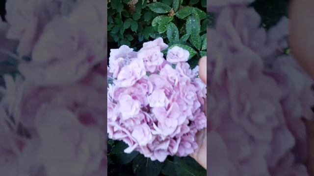 Гортензия крупнолистовая ЛЕТО 2022г. 89883178287-Аля Ватсап. АНАПА