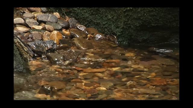 Mindfulness Meditation - Quick 15 Min Stress Relief Version