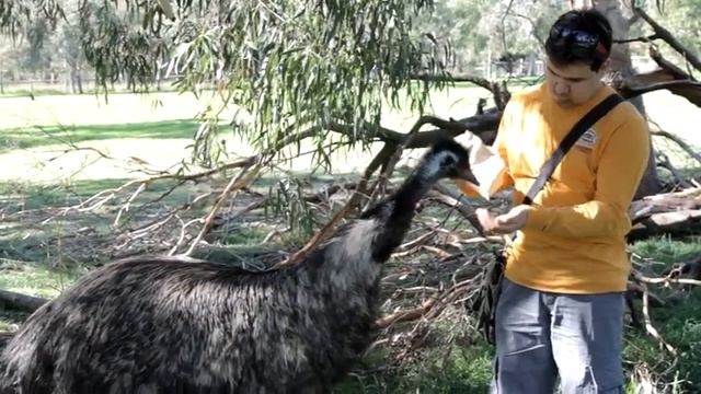 Австралийский страус ЭМО смотреть онлайн