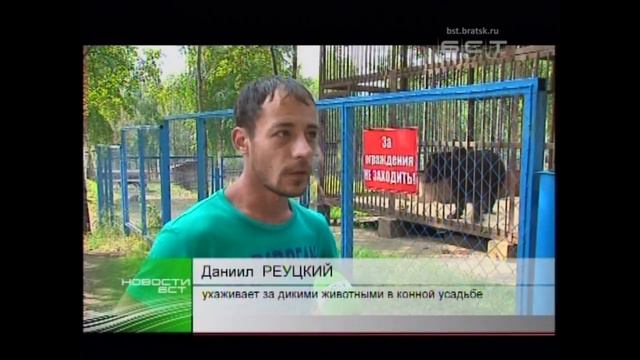 Продам медведя Братчанам предложили необычную сделку смотреть онлайн