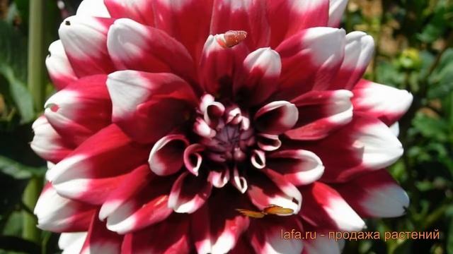 Георгина декоративная Контраст (dahlia Contraste) ? обзор: как сажать, луковицы георгины Контраст