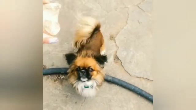 МИЛЫЕ И СМЕШНЫЕ ЖИВОТНЫЕ. Приколы с Животными. [ Часть 1 ] смотреть онлайн