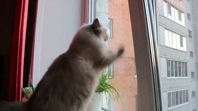 Свободу котам! смотреть онлайн