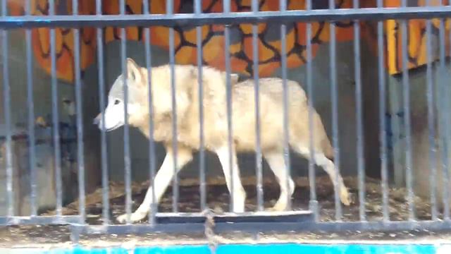 Зоопарк в городе Тобольске смотреть онлайн