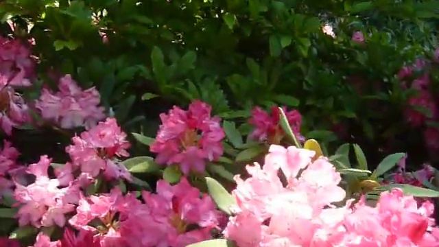 Пчела в цветах смотреть онлайн