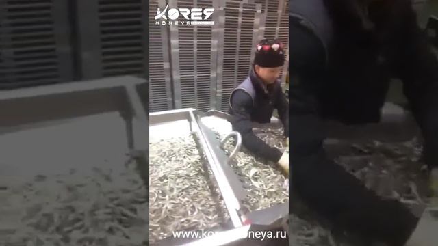 Сортировка анчоусов смотреть онлайн