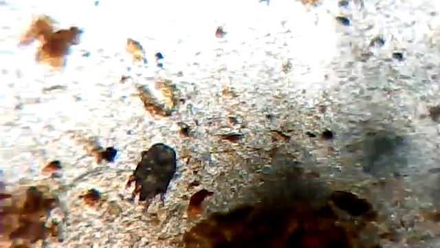 Клещ отодектоз, ушной клещ.