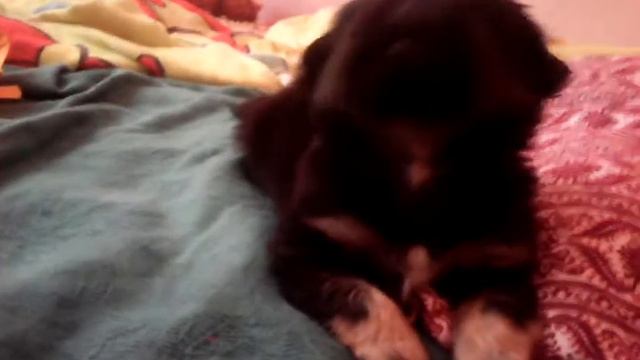 Щенок Ник Мисс Марии🐶 смотреть онлайн